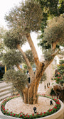 عوز زيتون